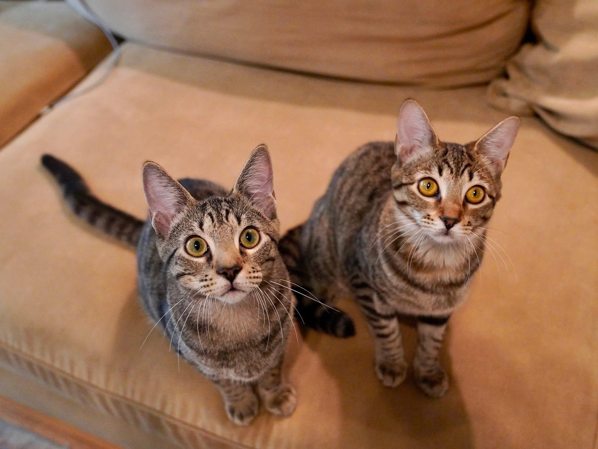 June Bug, a Adopted Domestic Short Hair in Hixson, TN image 4/6