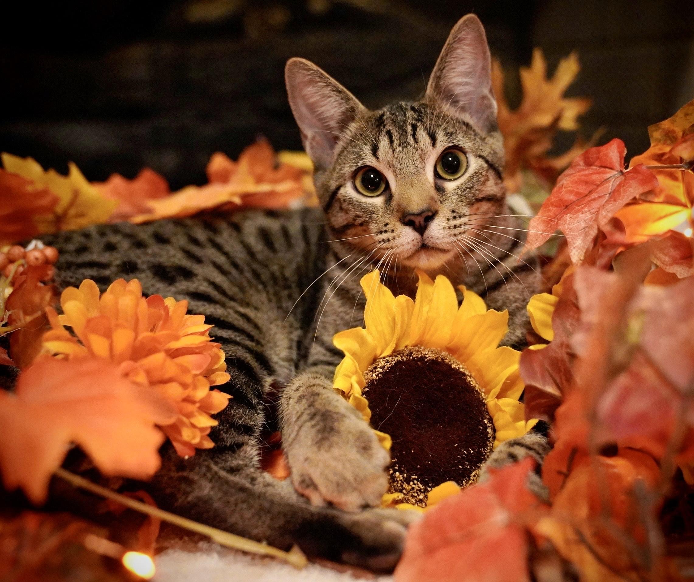 June Bug, a Adopted Domestic Short Hair in Hixson, TN image 2/6