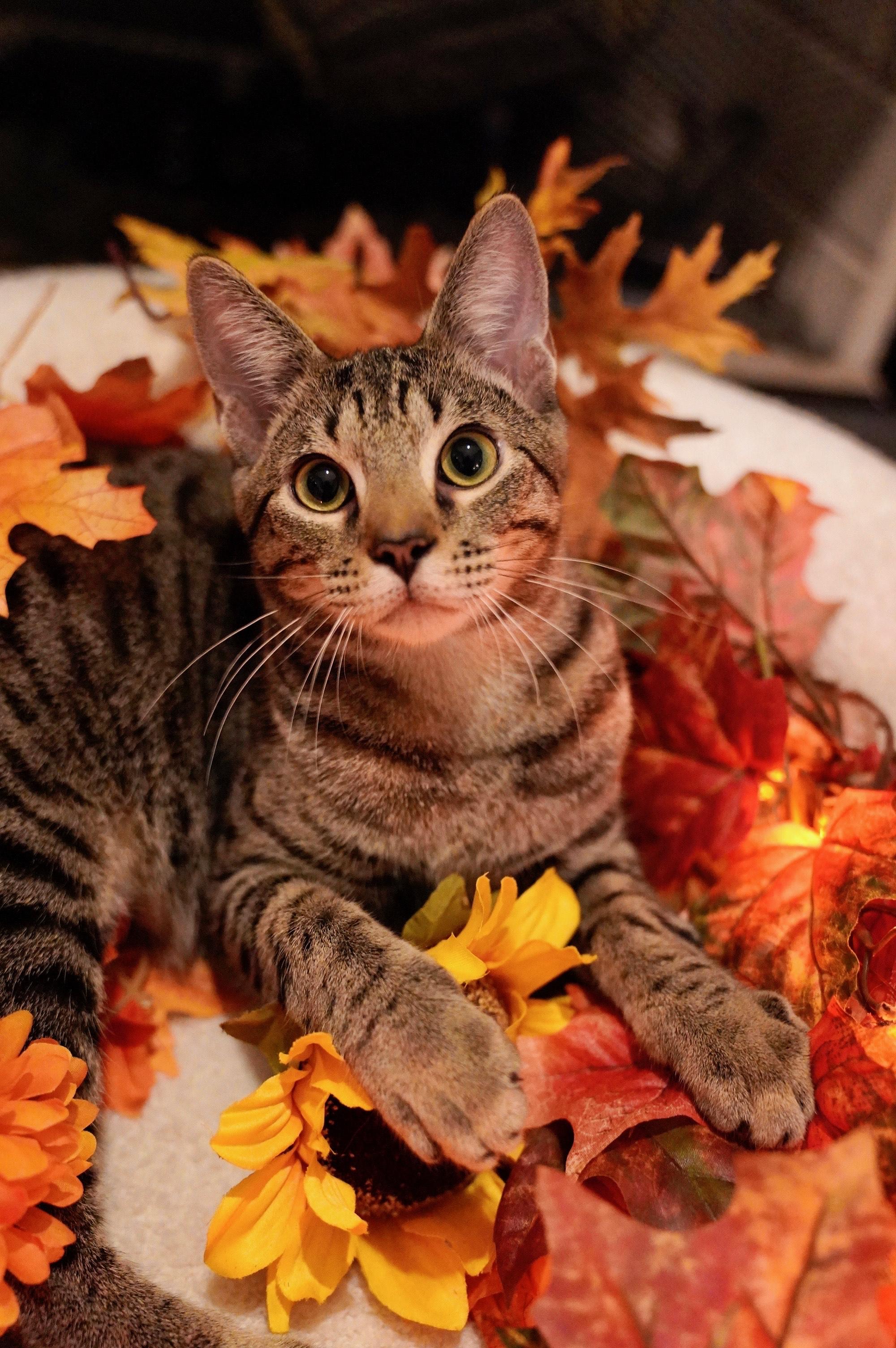 June Bug, Adopted, Kitten Male Domestic Short Hair.
