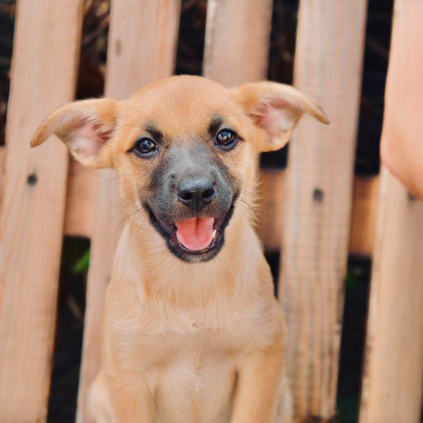 Enlarge Blair, a Adoptable mixed breed in San Diego, CA image 1/2