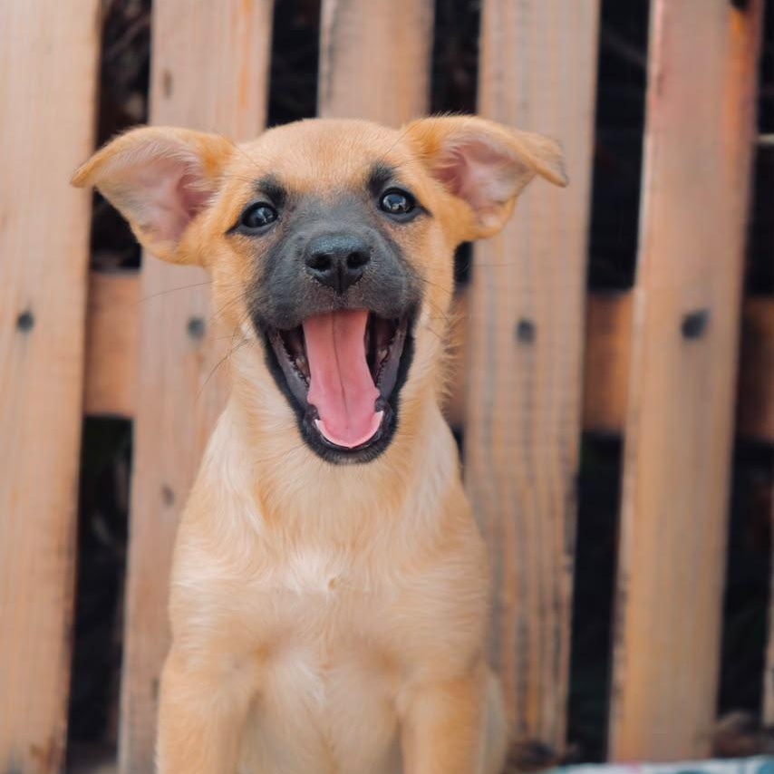 Enlarge Blair, a Adoptable mixed breed in San Diego, CA image 2/2