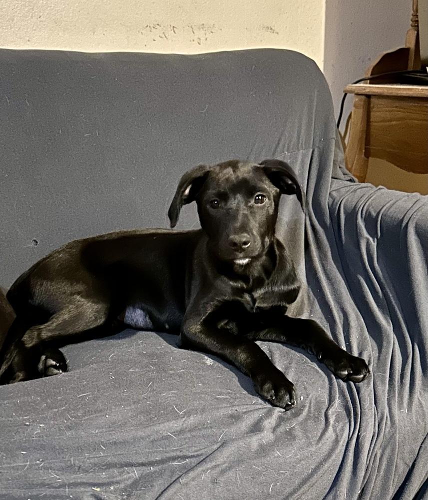 Meredith Grey, Adoptable, Puppy Female Hound.