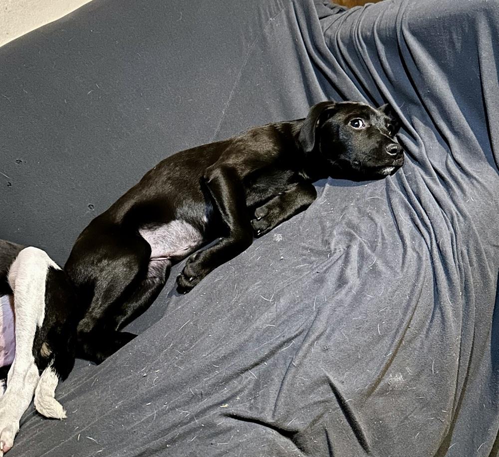 Enlarge Meredith Grey, a Adoptable mixed breed in Boston, MA image 2/4