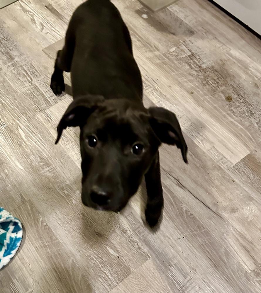 Enlarge Meredith Grey, a Adoptable mixed breed in Boston, MA image 3/4