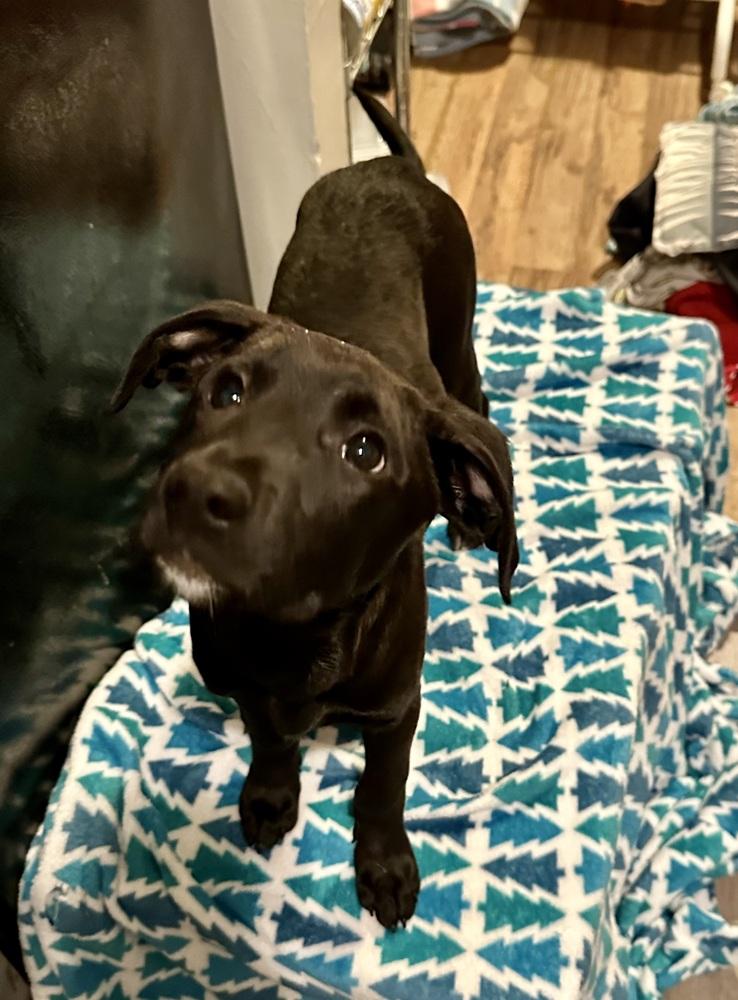 Enlarge Meredith Grey, a Adoptable mixed breed in Boston, MA image 4/4