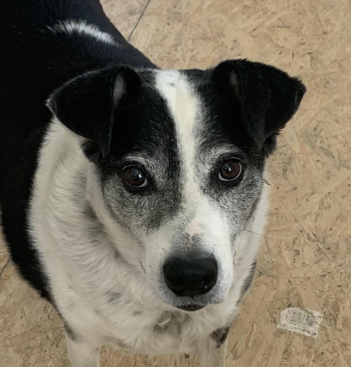 Sam, ADOPTABLE, Senior Male Border Collie.