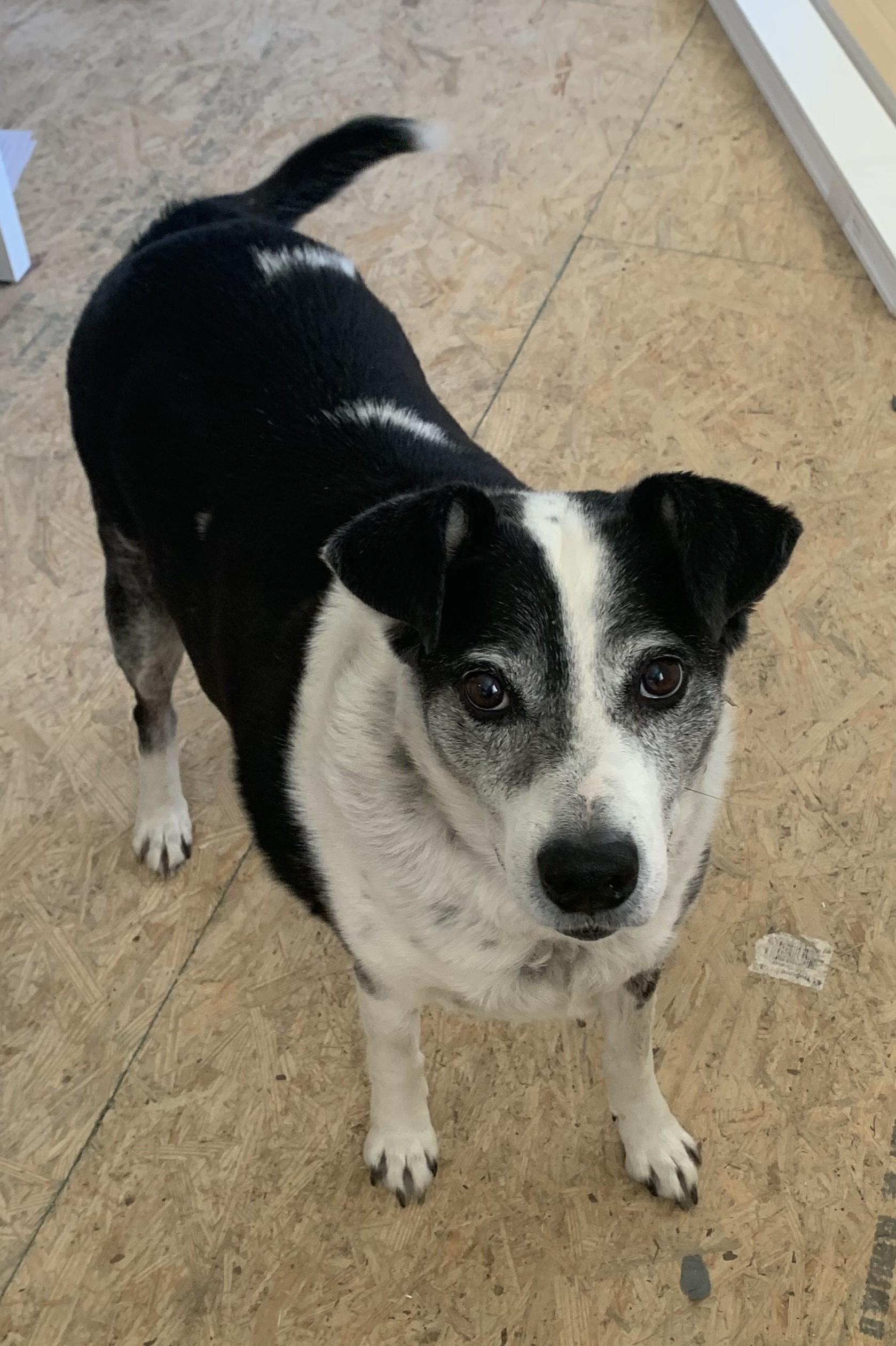 Enlarge Sam, a ADOPTABLE mixed breed in Greeley, CO image 2/2