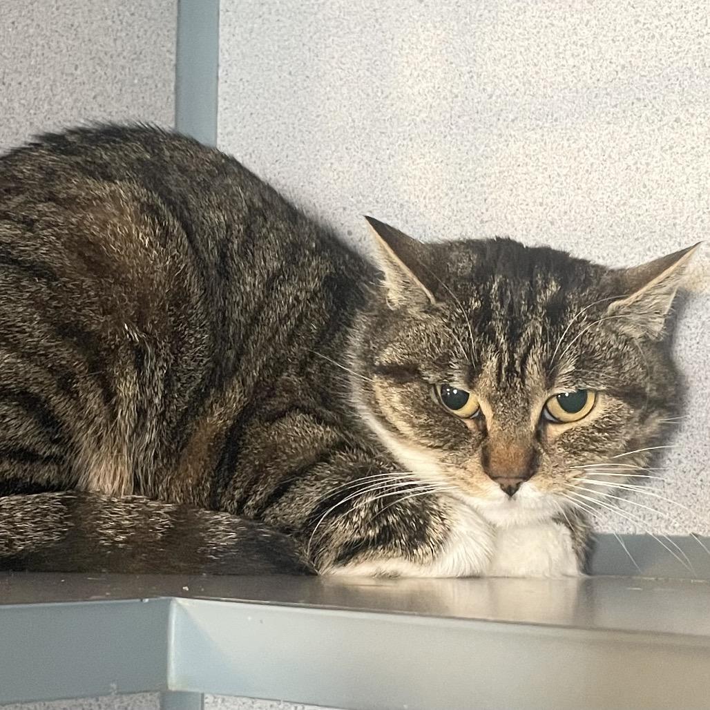 Enlarge Miss Kitty, a ADOPTABLE Domestic Short Hair in Hudson, NY image 1/1