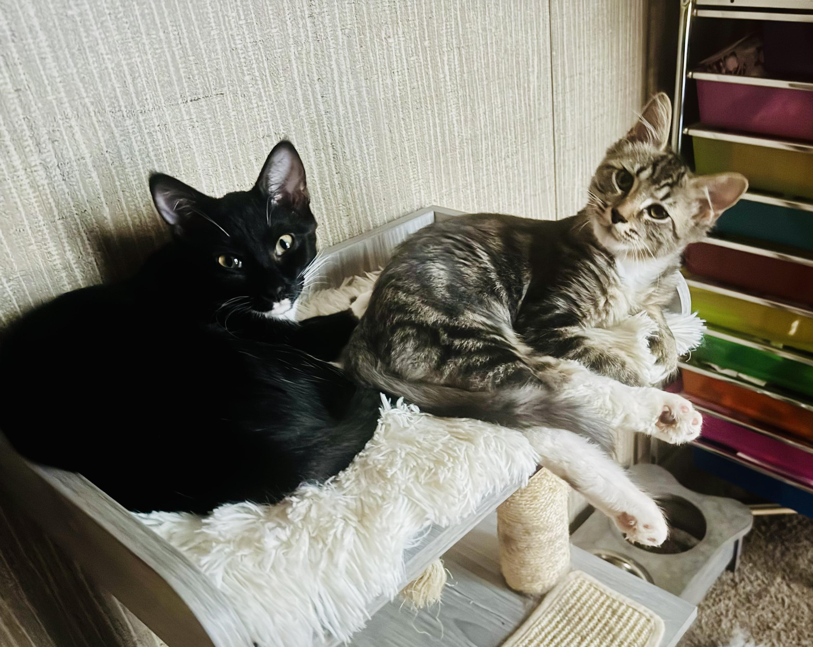 Brisket, Adoptable, Young Male Domestic Medium Hair.