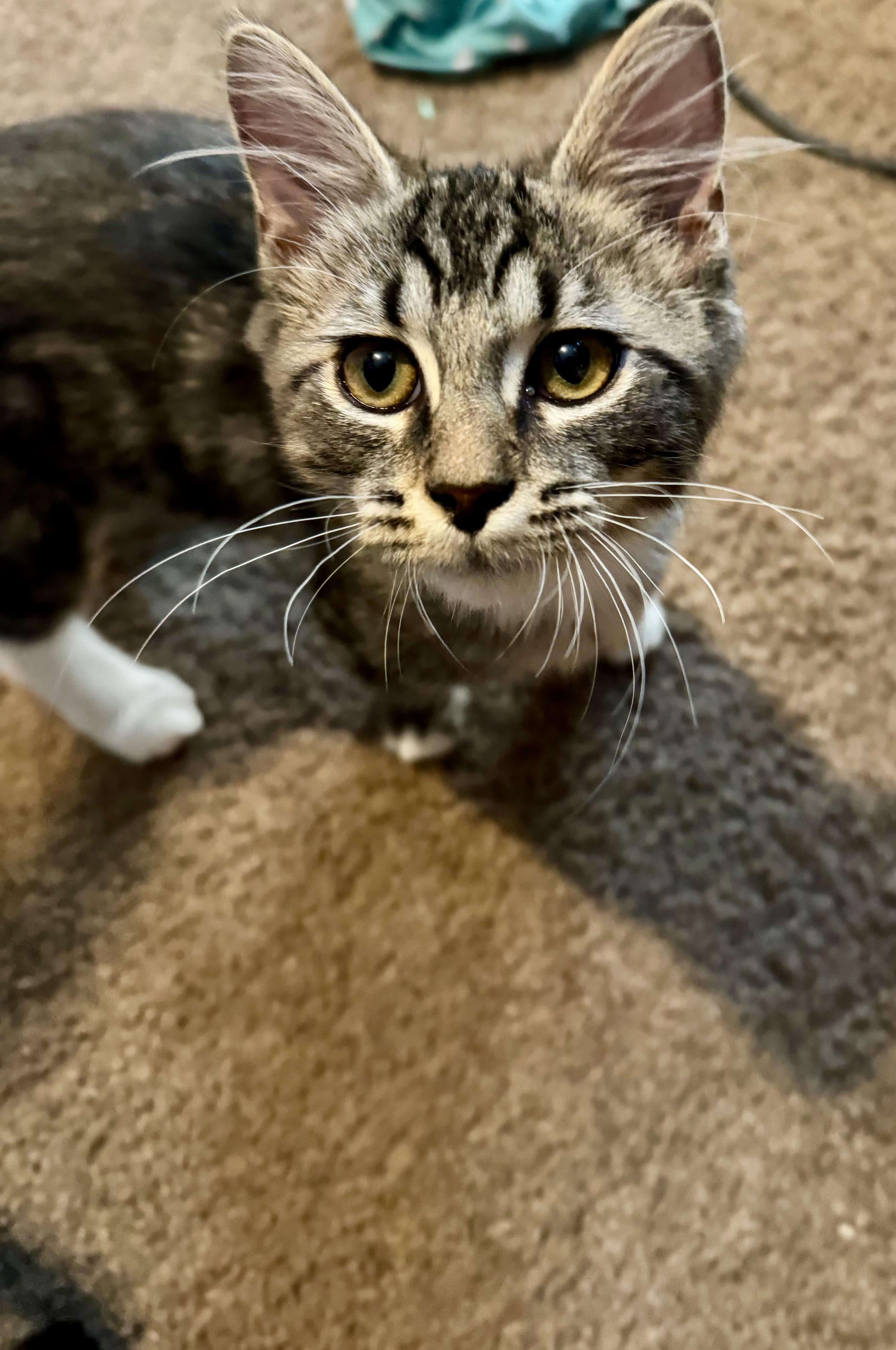 Enlarge Brisket, a Adoptable Domestic Medium Hair in Leesville, SC image 2/4