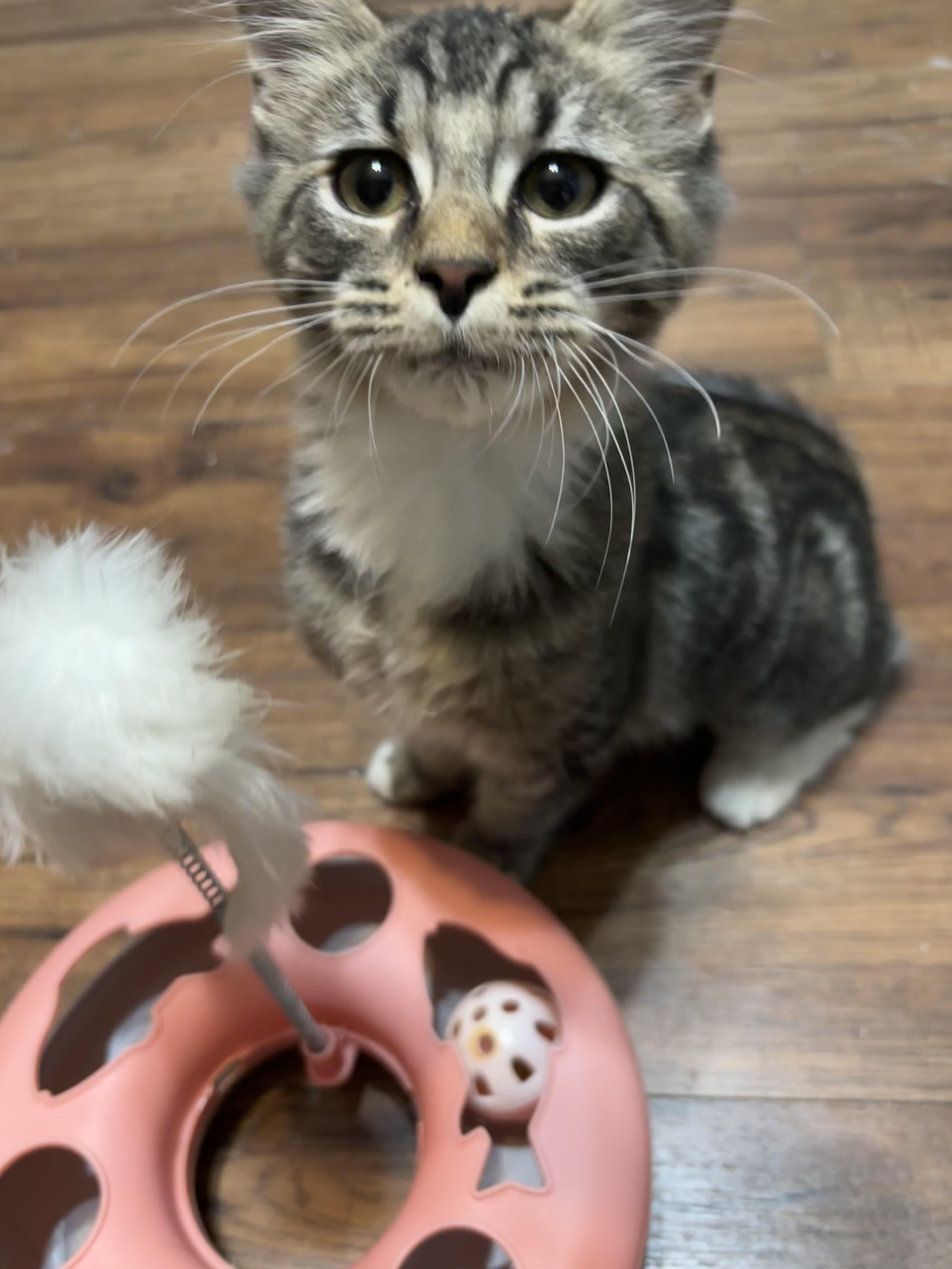 Enlarge Brisket, a Adoptable Domestic Medium Hair in Leesville, SC image 3/4