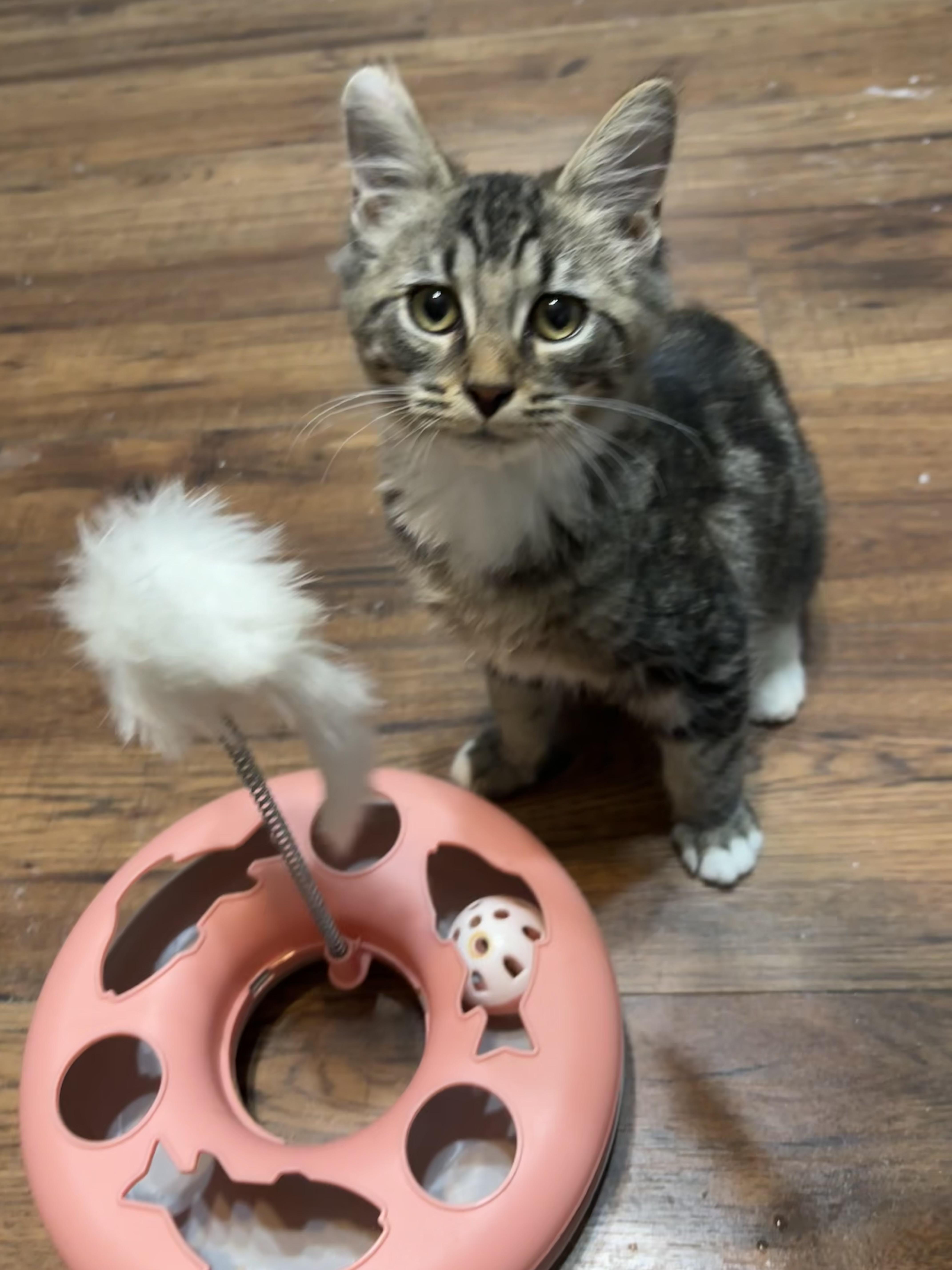 Enlarge Brisket, a Adoptable Domestic Medium Hair in Leesville, SC image 4/4