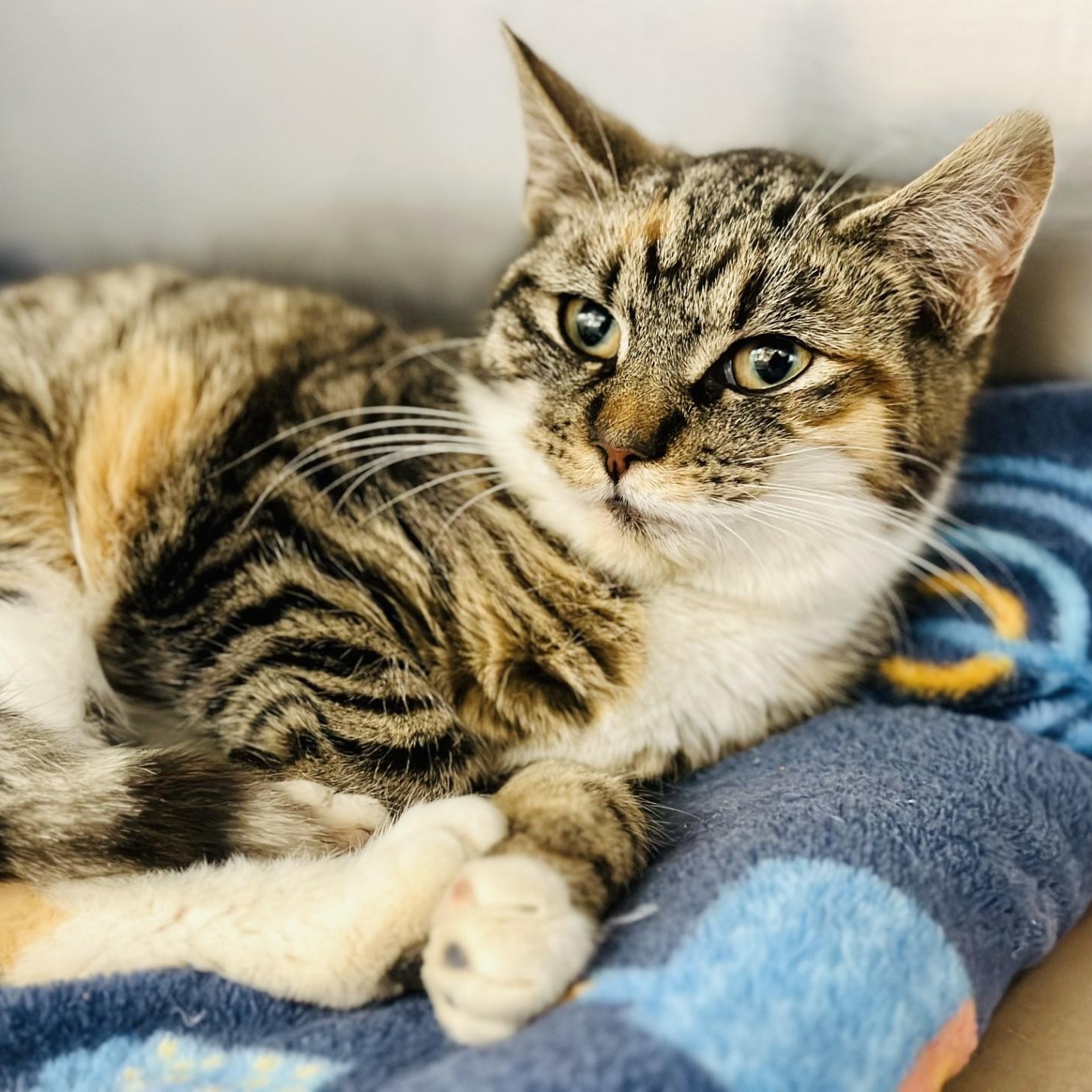 Enlarge Fiona , a ADOPTABLE Domestic Short Hair in Jackson, NJ image 1/2