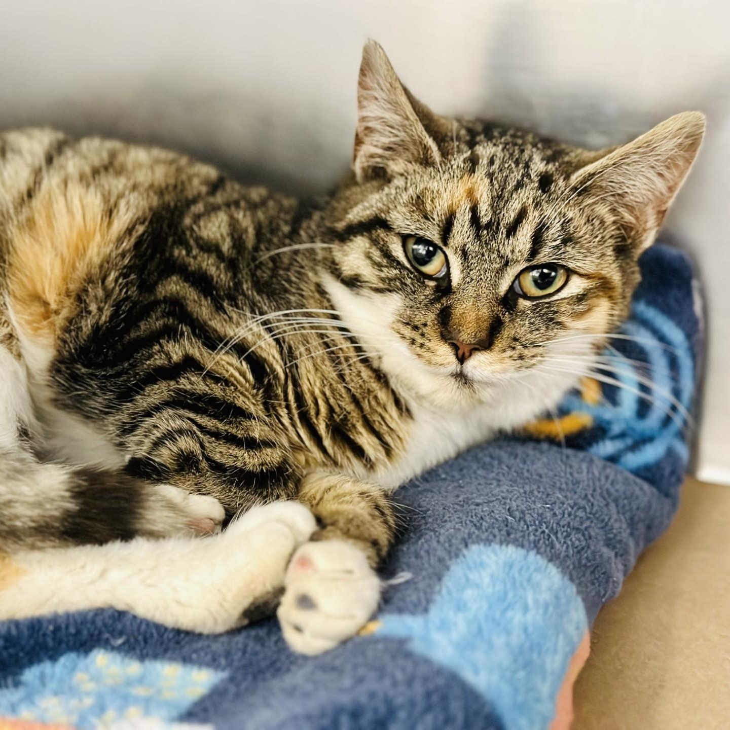 Enlarge Fiona , a ADOPTABLE Domestic Short Hair in Jackson, NJ image 2/2