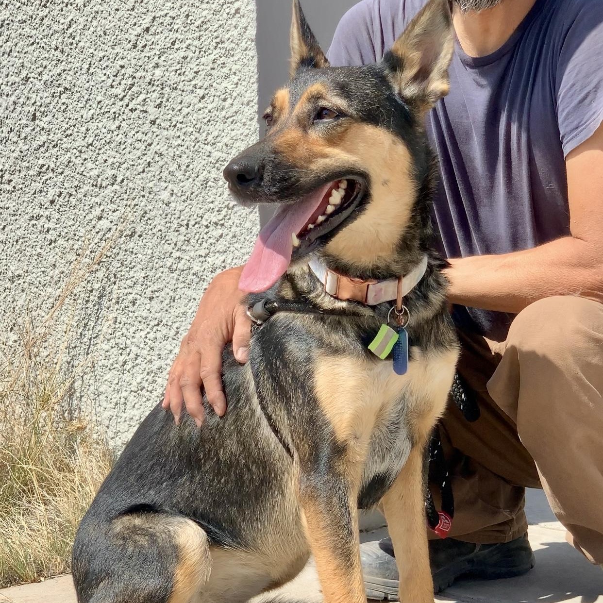 Enlarge Sheba, a Adopted Mixed Breed in Marfa, TX image 2/6