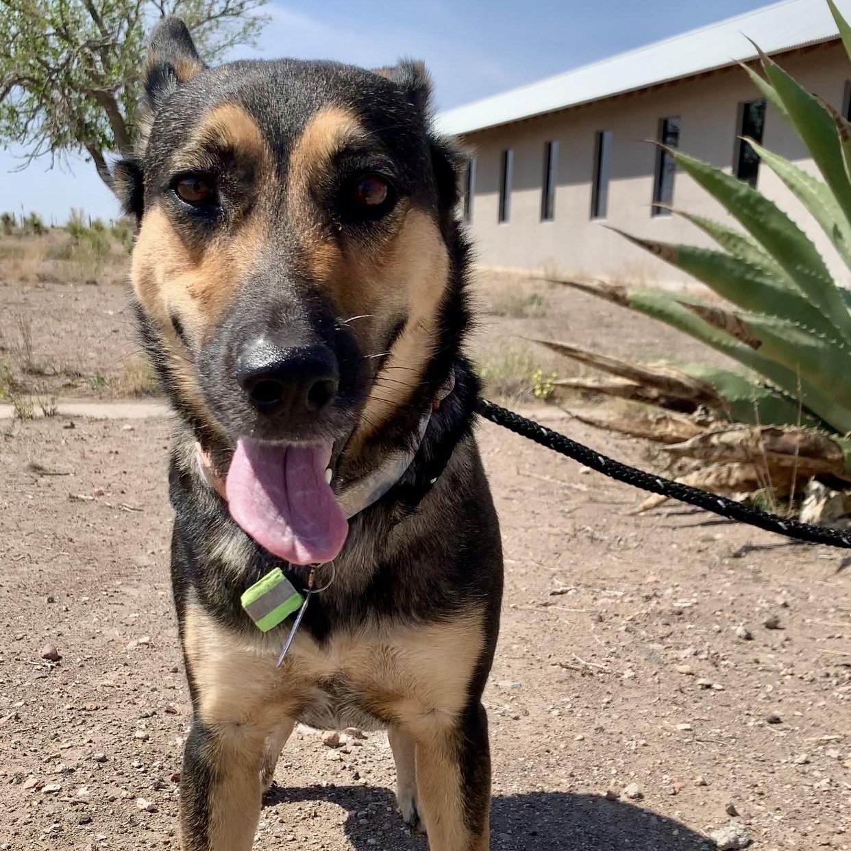 Enlarge Sheba, a Adopted Mixed Breed in Marfa, TX image 3/6