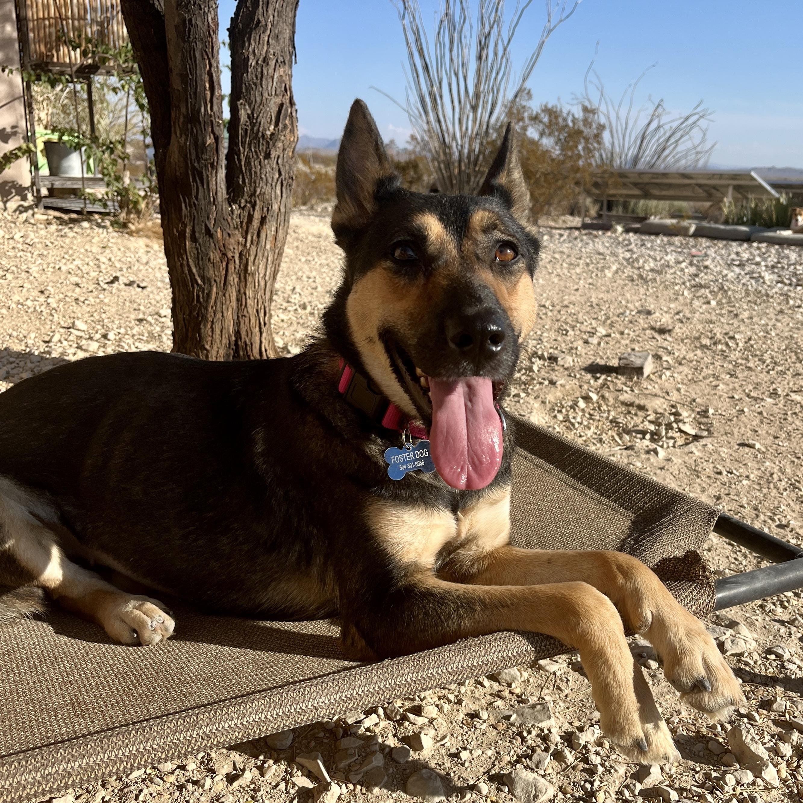 Sheba, Adopted, Adult Female Mixed Breed.