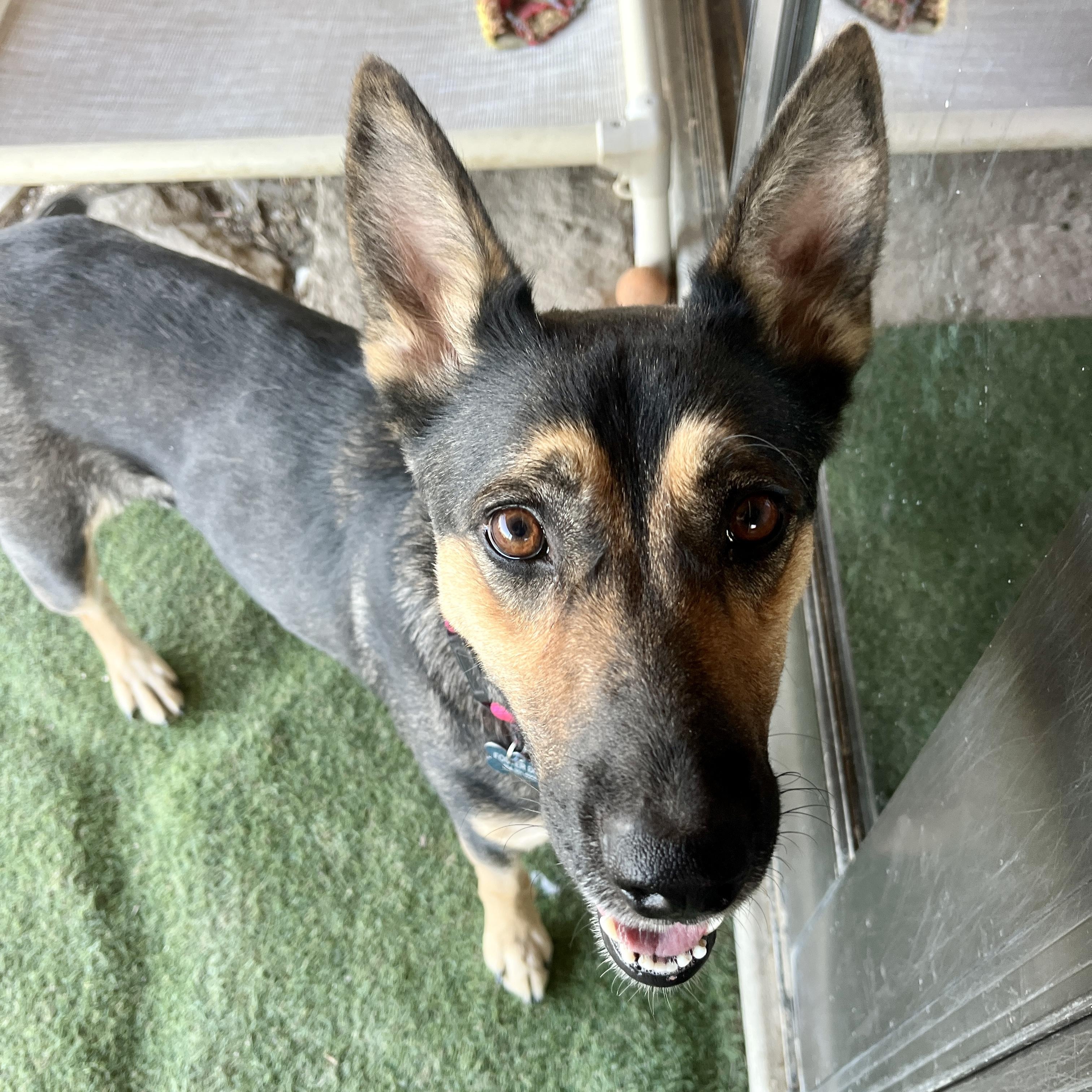 Enlarge Sheba, a Adopted Mixed Breed in Marfa, TX image 4/6