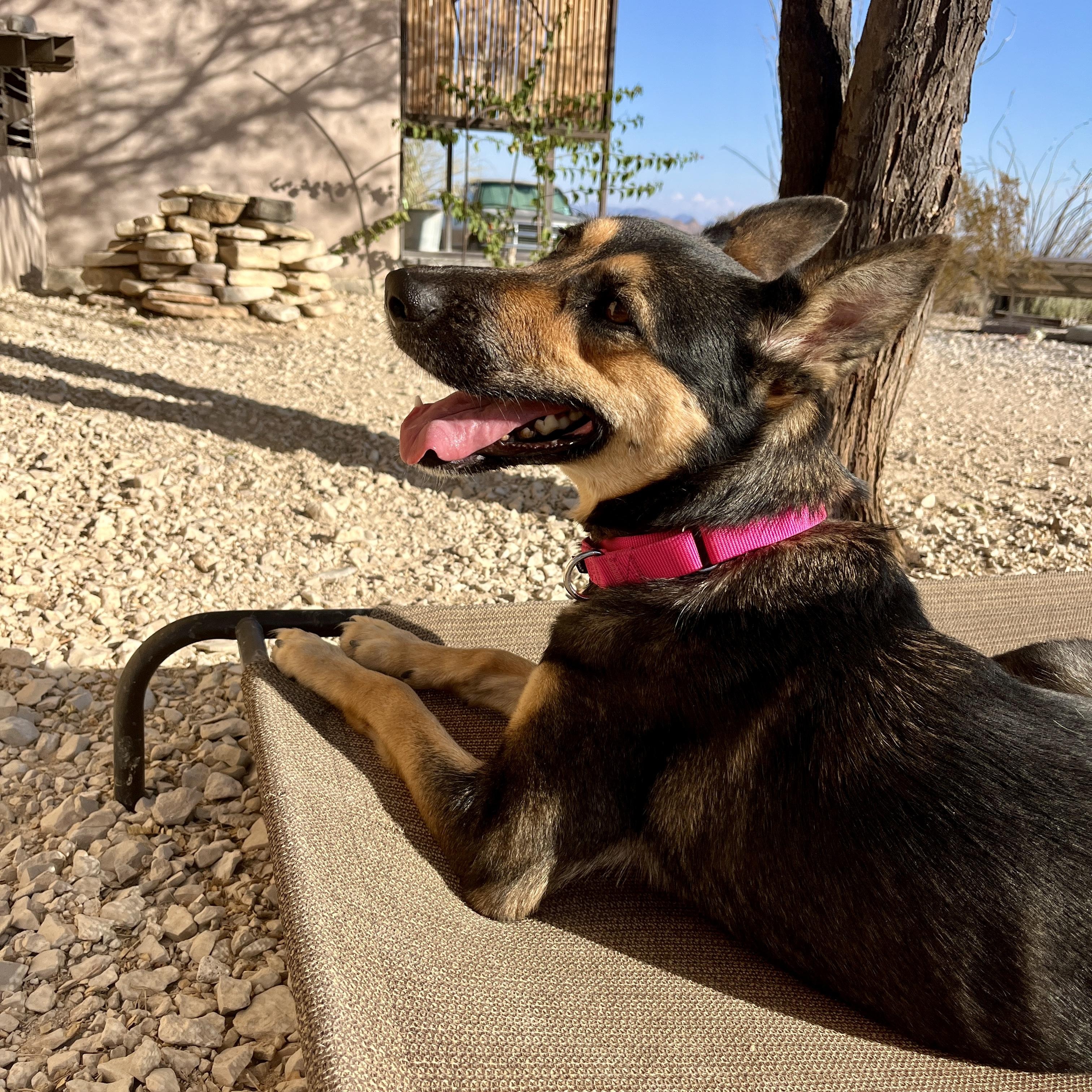Enlarge Sheba, a Adopted Mixed Breed in Marfa, TX image 5/6