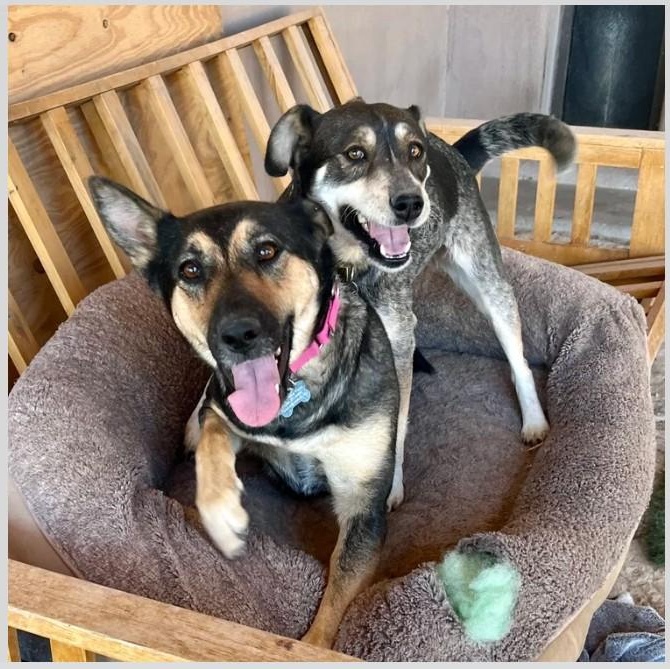 Enlarge Sheba, a Adopted Mixed Breed in Marfa, TX image 6/6