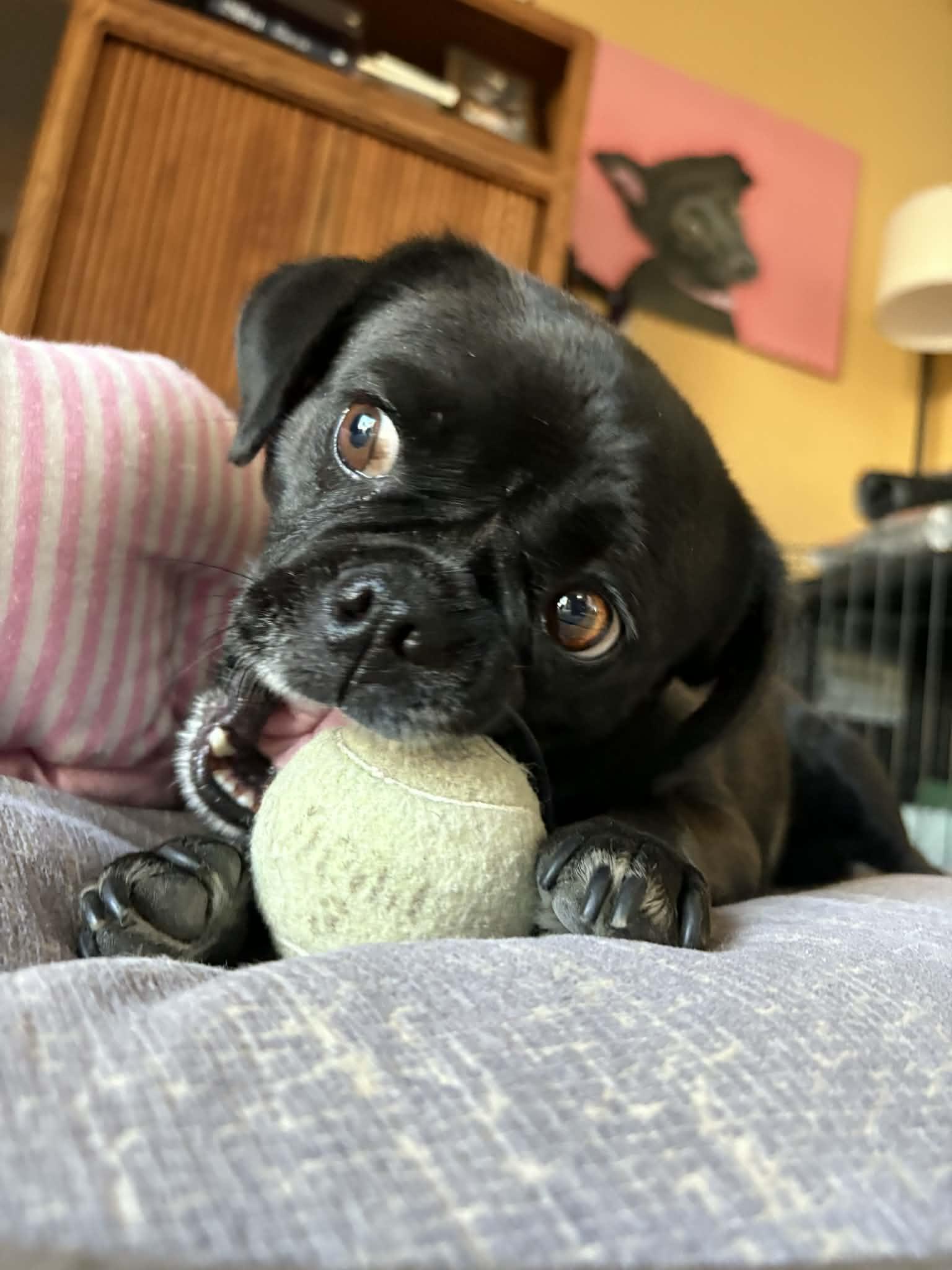 Edna, a Adopted Pug in La Verne, CA image 1/3