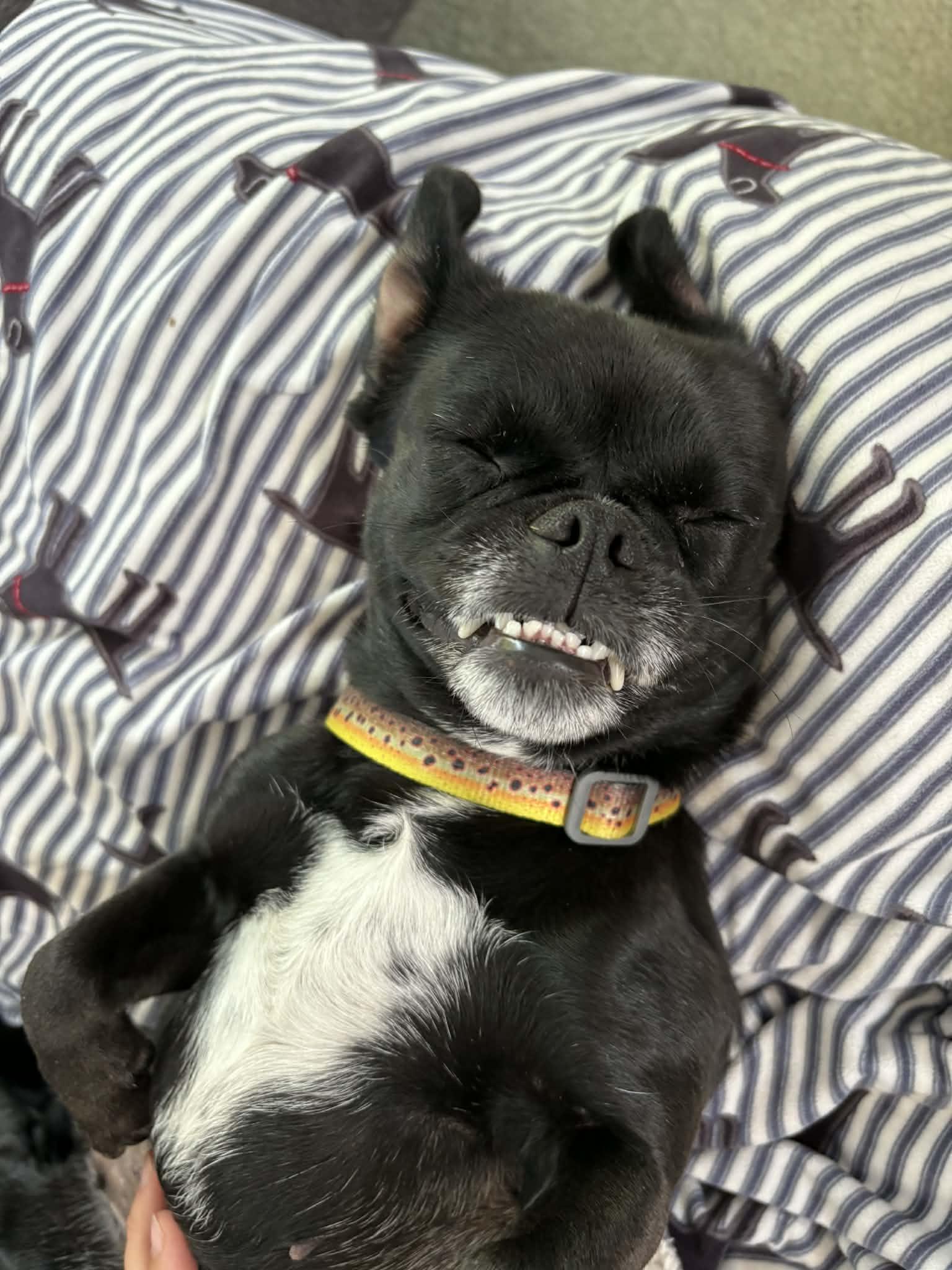 Edna, a Adopted Pug in La Verne, CA image 2/3