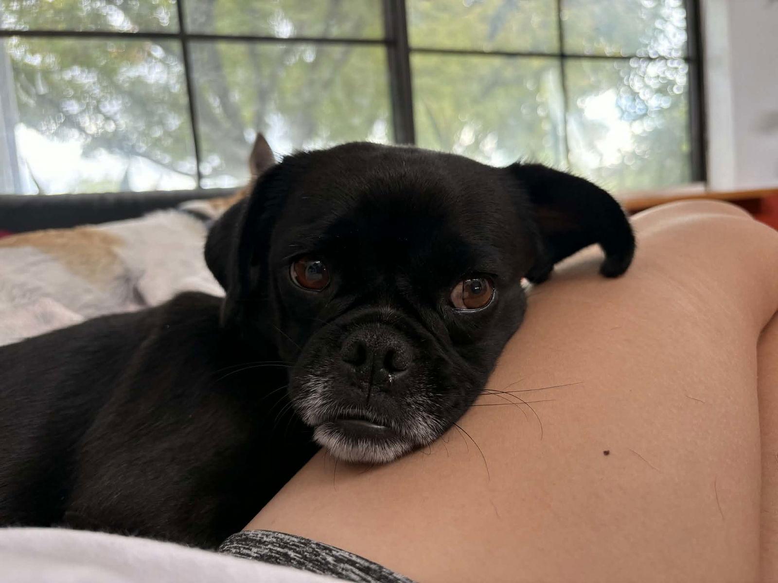 Edna, a Adopted Pug in La Verne, CA image 3/3