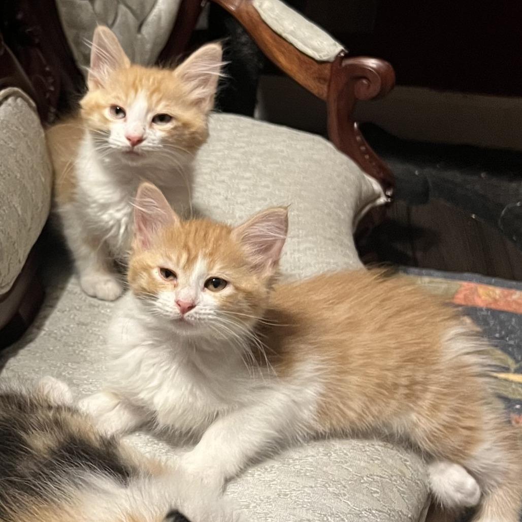 Meatball, Adoptable, Kitten Male Domestic Medium Hair.