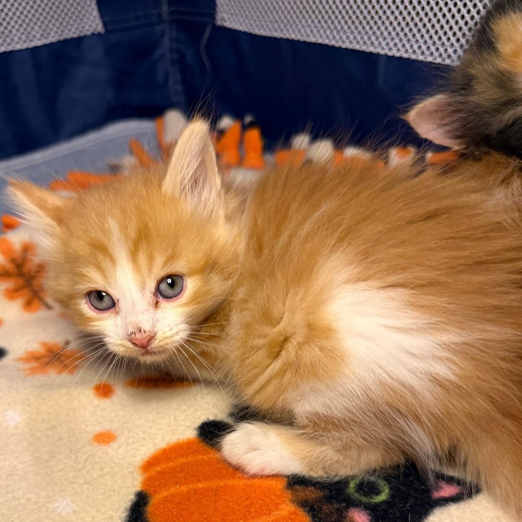 Enlarge Meatball, a Adoptable Domestic Medium Hair in Jupiter, FL image 2/6
