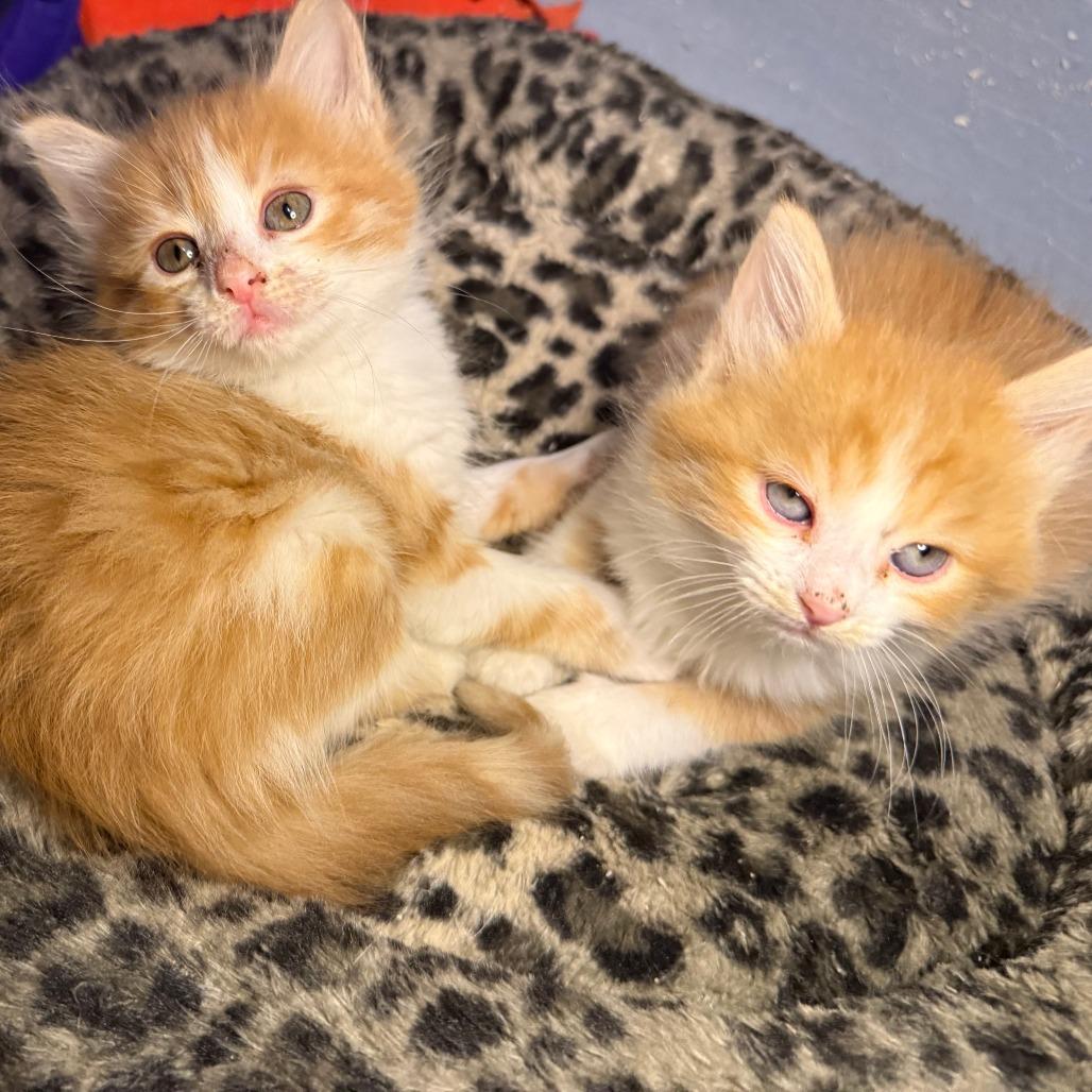 Enlarge Meatball, a Adoptable Domestic Medium Hair in Jupiter, FL image 3/6