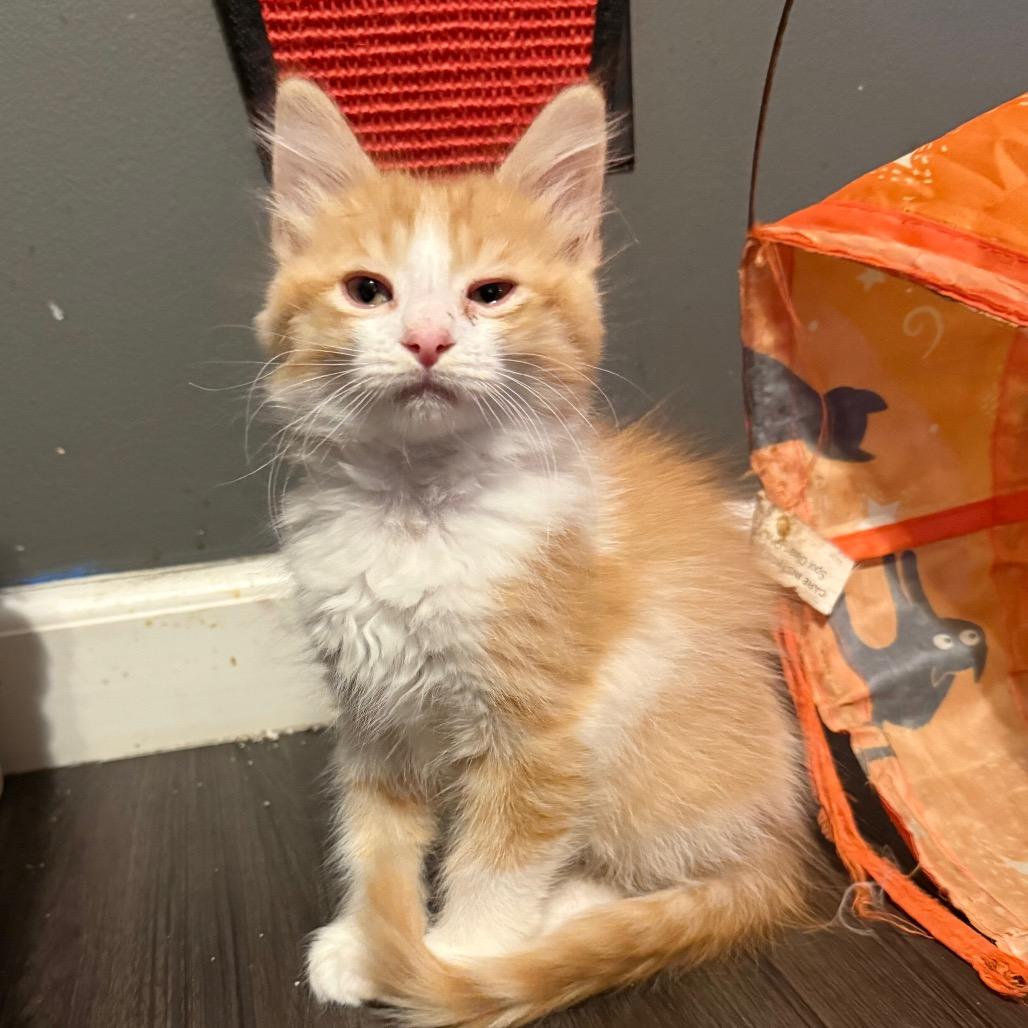 Enlarge Meatball, a Adoptable Domestic Medium Hair in Jupiter, FL image 4/6