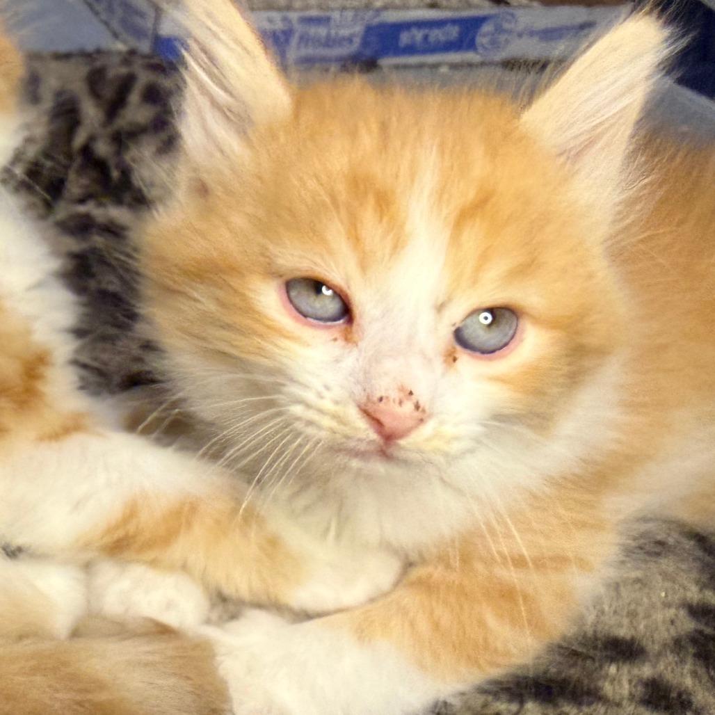 Enlarge Meatball, a Adoptable Domestic Medium Hair in Jupiter, FL image 5/6