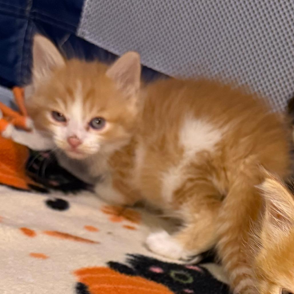 Enlarge Meatball, a Adoptable Domestic Medium Hair in Jupiter, FL image 6/6