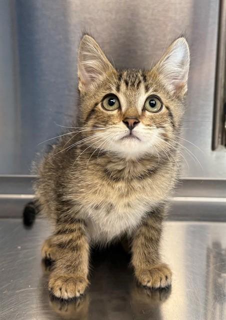 MULDER, Adoptable, Kitten Male Domestic Short Hair.