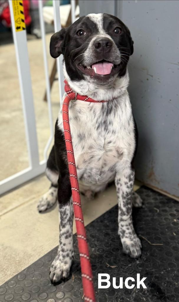 Buck, Adoptable, Puppy Male Australian Cattle Dog / Blue Heeler.