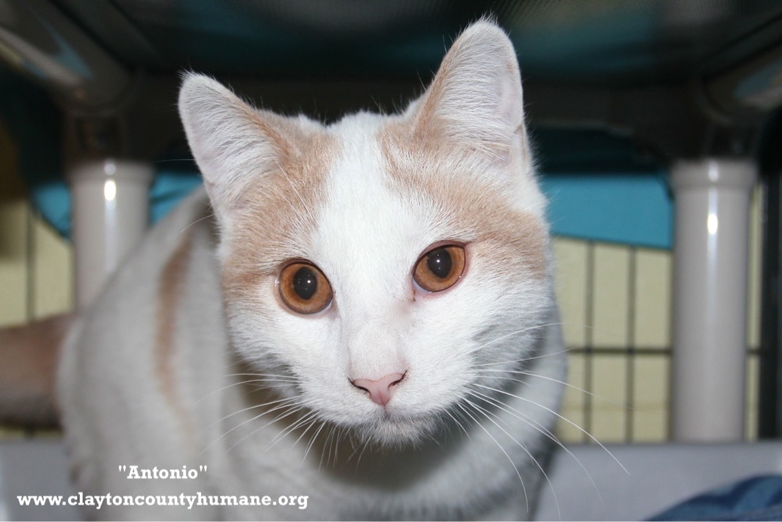 Enlarge Antonio, a Adoptable Domestic Short Hair in Jonesboro, GA image 1/4