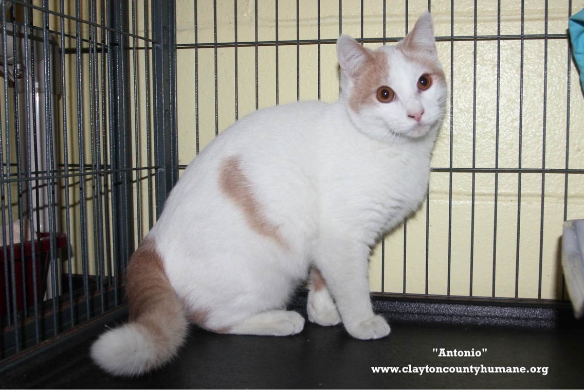 Enlarge Antonio, a Adoptable Domestic Short Hair in Jonesboro, GA image 2/4