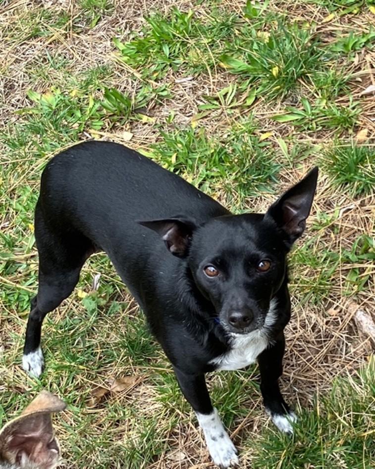 Enlarge Nigel, a ADOPTABLE Rat Terrier in Grass Valley, CA image 1/1