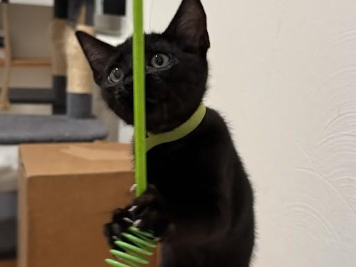 MIDNIGHT, Adoptable, Kitten Female Domestic Short Hair.
