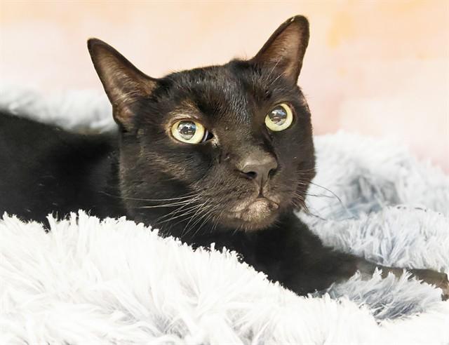 PEPPER, Adoptable, Adult Female Domestic Short Hair.