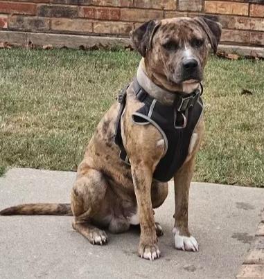 Enlarge Guapo, a Adoptable mixed breed in Warr Acres, OK image 1/1