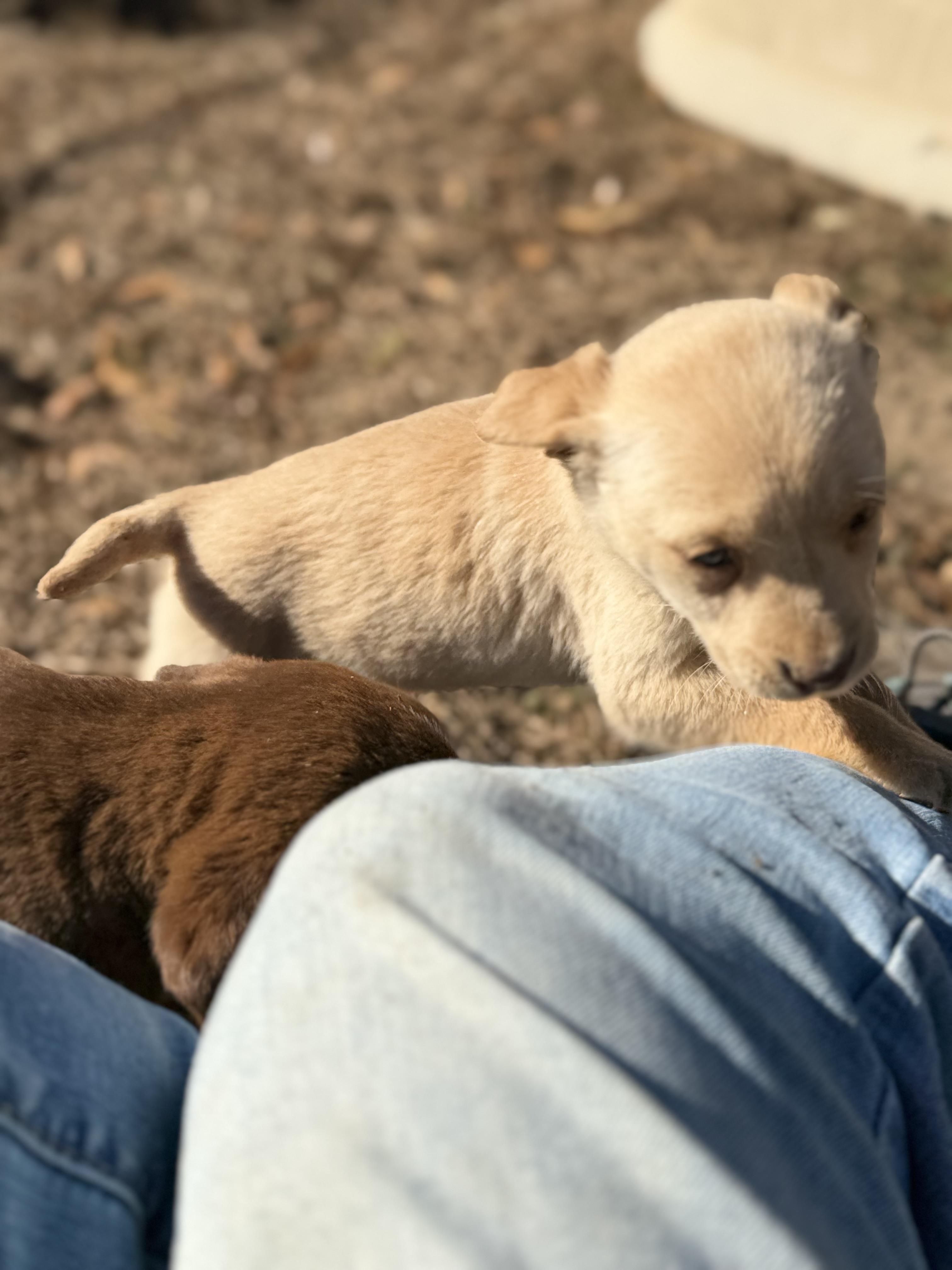 BUTTON — thumbnail 2