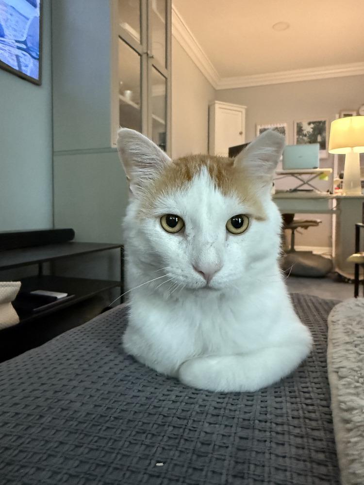 Lenny, Adoptable, Adult Male Domestic Short Hair.