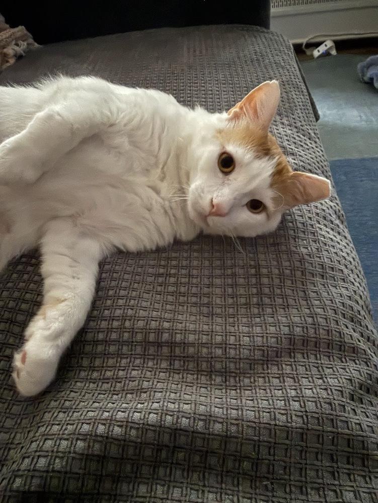 Lenny, a Adoptable Domestic Short Hair in Lake Grove, NY image 2/2