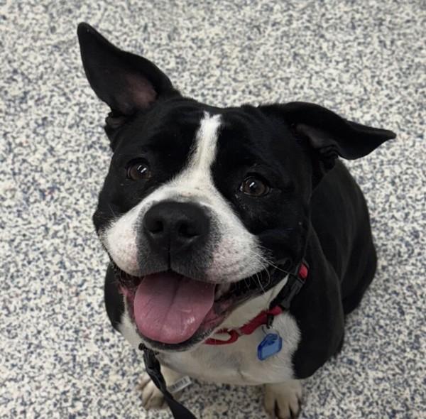 Pooch, Adoptable, Young Female Pit Bull Terrier & American Bulldog.