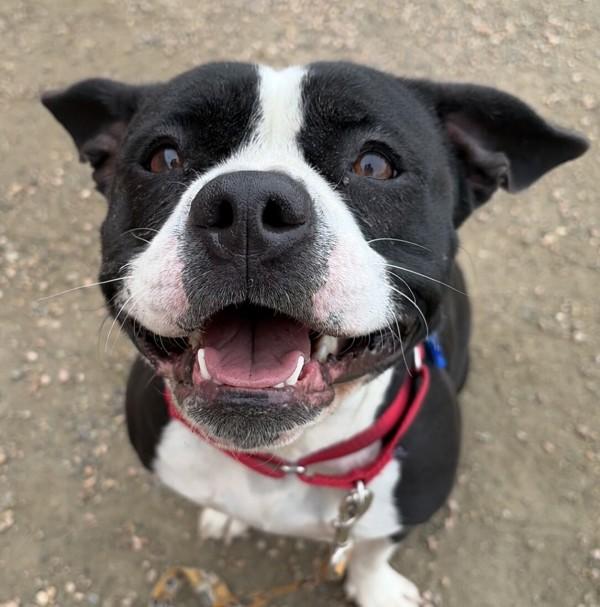 Pooch, a Adoptable mixed breed in Golden, CO image 2/2