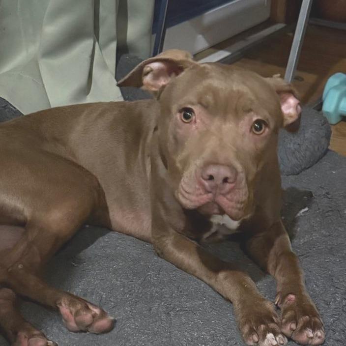 Enlarge Drumstick, a Adoptable Pit Bull Terrier in Belleville, IL image 2/4