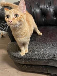 Josie — thumbnail 3