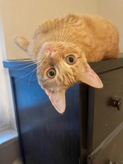 Josie — thumbnail 4