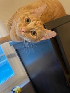 Josie — thumbnail 5